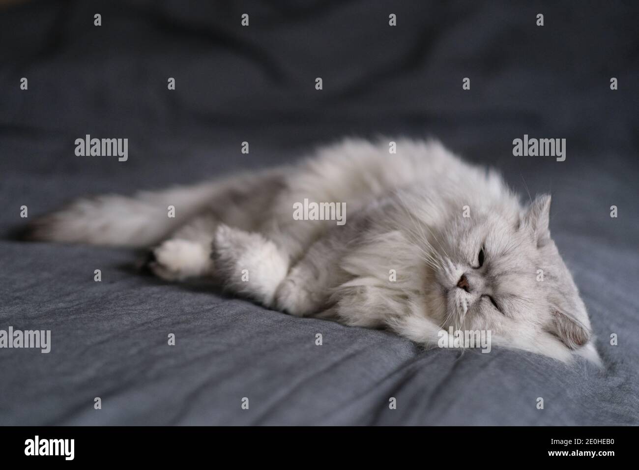 lunghezza intera di un gatto di cinchilla ombreggiato in argento che dorme sopra letto Foto Stock