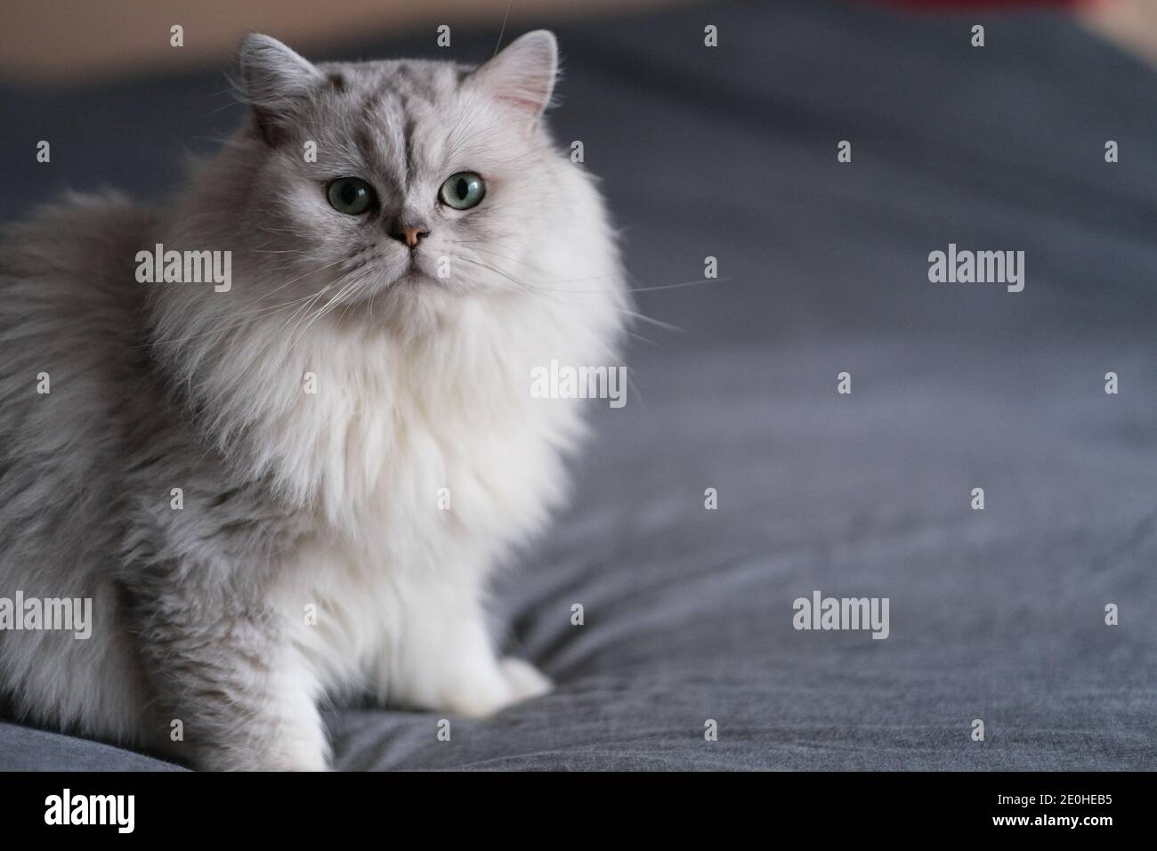 primo piano un simpatico gatto chinchilla in piedi sul letto, guardando la macchina fotografica Foto Stock