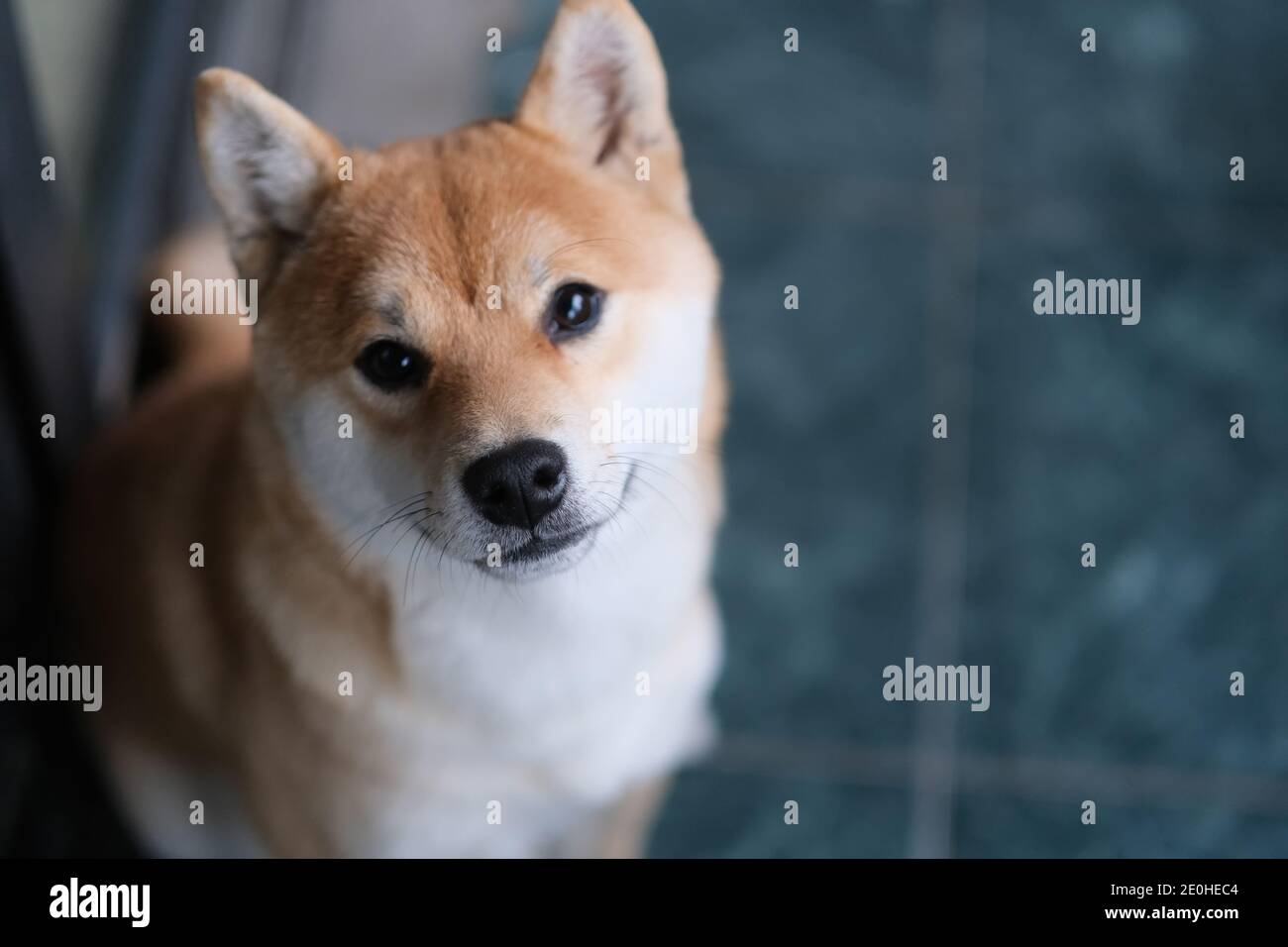 Primo piano un cane tranquillo Shiba Inu guardando la fotocamera Foto Stock