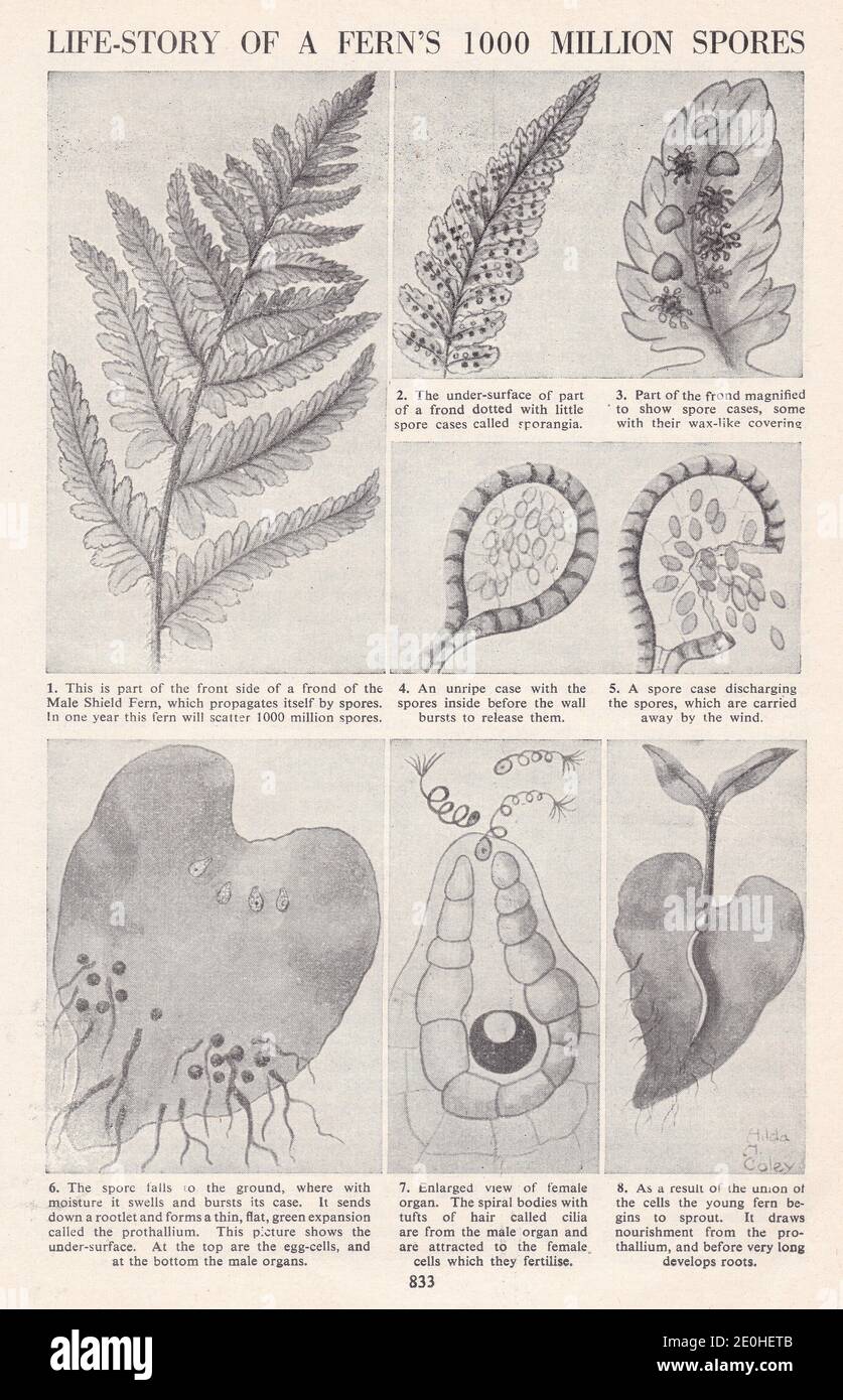 Illustrazioni d'epoca della storia della vita di una felce 1000 milioni di spore. Foto Stock