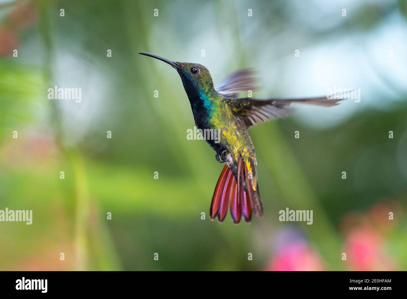 Un hummingbird di mango dalle tonalità nere che si abbaia con fogliame sfocato sullo sfondo. Fauna selvatica in natura. Uccello in volo. Foto Stock