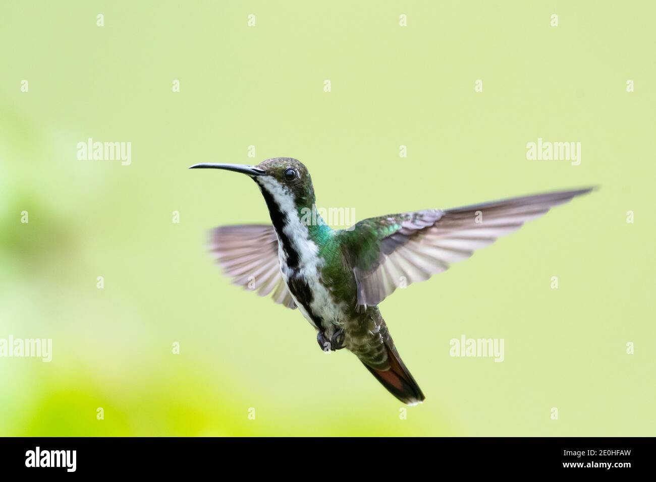 Una colibrì di Mango dalla gola nera che si getta nell'aria con uno sfondo giallo liscio. Fauna selvatica in natura. Uccello in volo. Foto Stock
