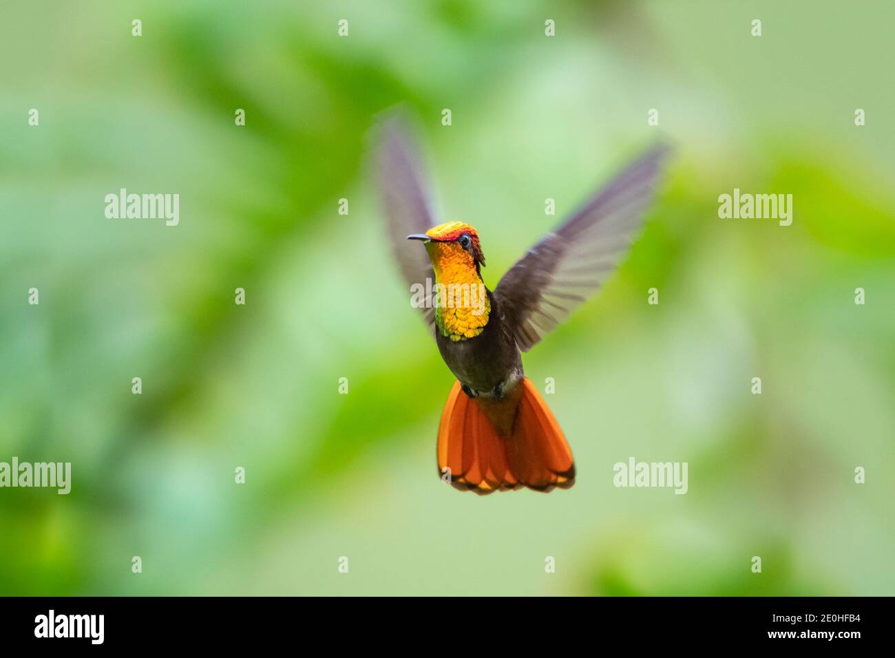 Una colibrì Ruby Topaz che oscilica con uno sfondo verde sfocato. Uccello in volo. Fauna selvatica in natura. Foto Stock