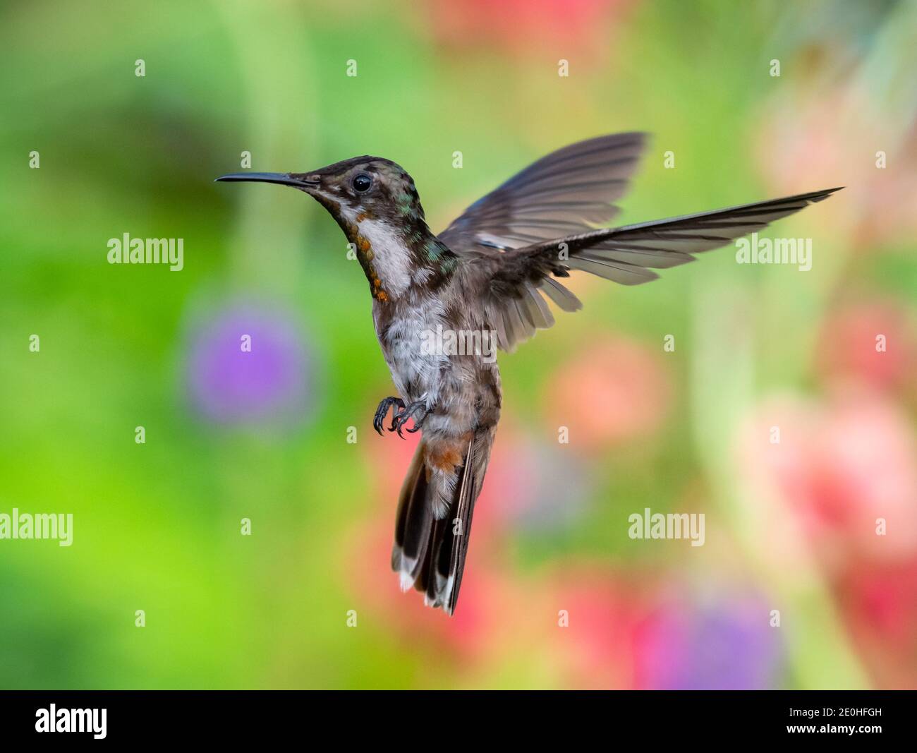 Un giovane colibrì Ruby Topaz che sorvolava in una posizione difensiva, uccello in un ambiente naturale. Uccello tropicale con sfondo colorato e sfocato. Foto Stock