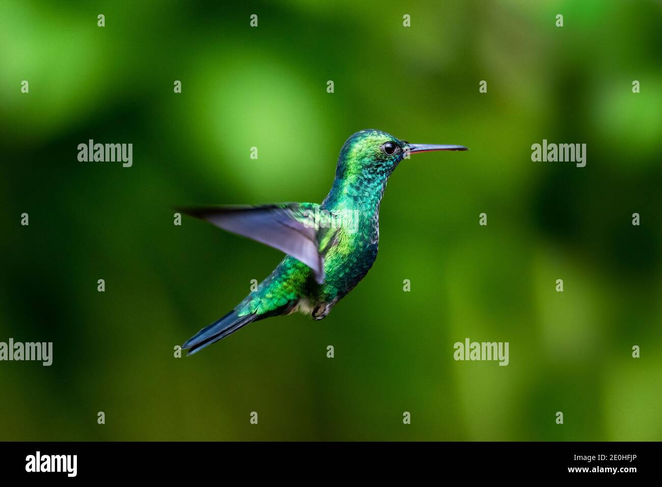 Un colibrì di zaffiro (Chlorestes notata) con zaffiro dal colore blu che si aggira su uno sfondo verde di bokeh. Fauna selvatica in natura. Uccello in volo. Foto Stock