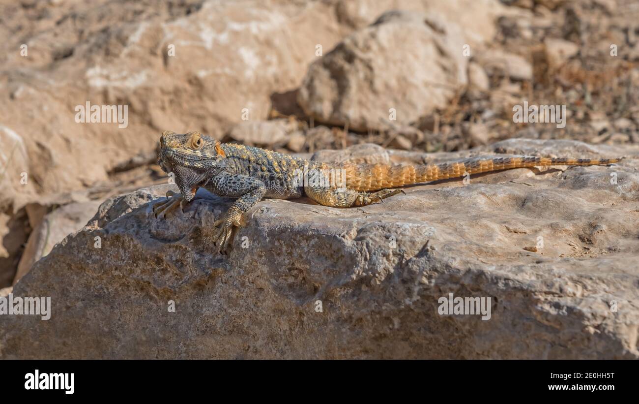 AGAMA, lucertola, un genere di lucertole insettivore del Vecchio mondo a coda lunga auf rock. Animali di deserti in Israele Foto Stock