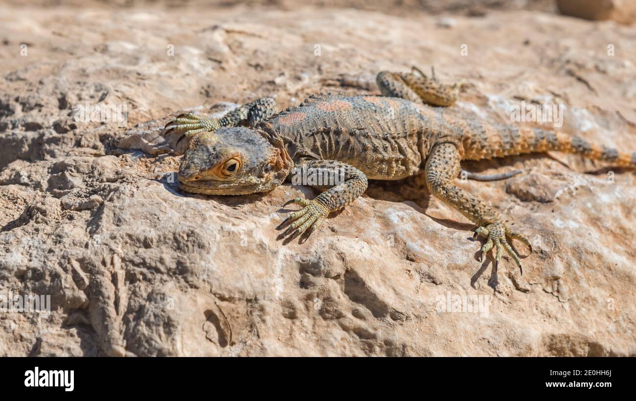 AGAMA, lucertola, un genere di lucertole insettivore del Vecchio mondo a coda lunga. Animali di deserti in Israele. Foto di viaggio Foto Stock