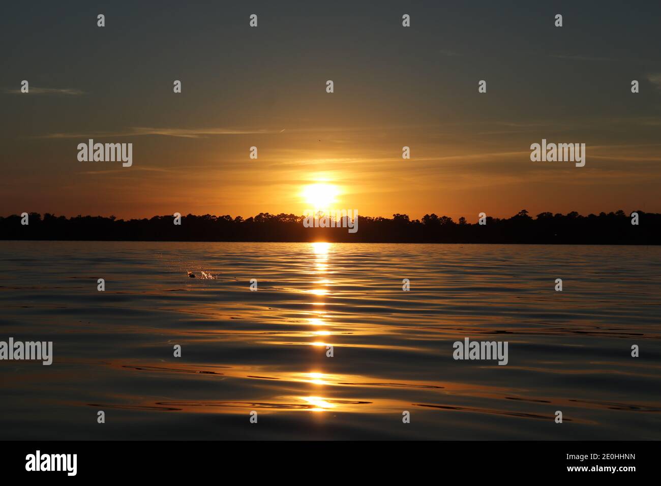 Splendido tramonto dorato diffuso che si riflette sull'acqua fino a un orizzonte alberato. Un pesce salta dall'acqua pacifica, spruzzi verso il sole. Foto Stock