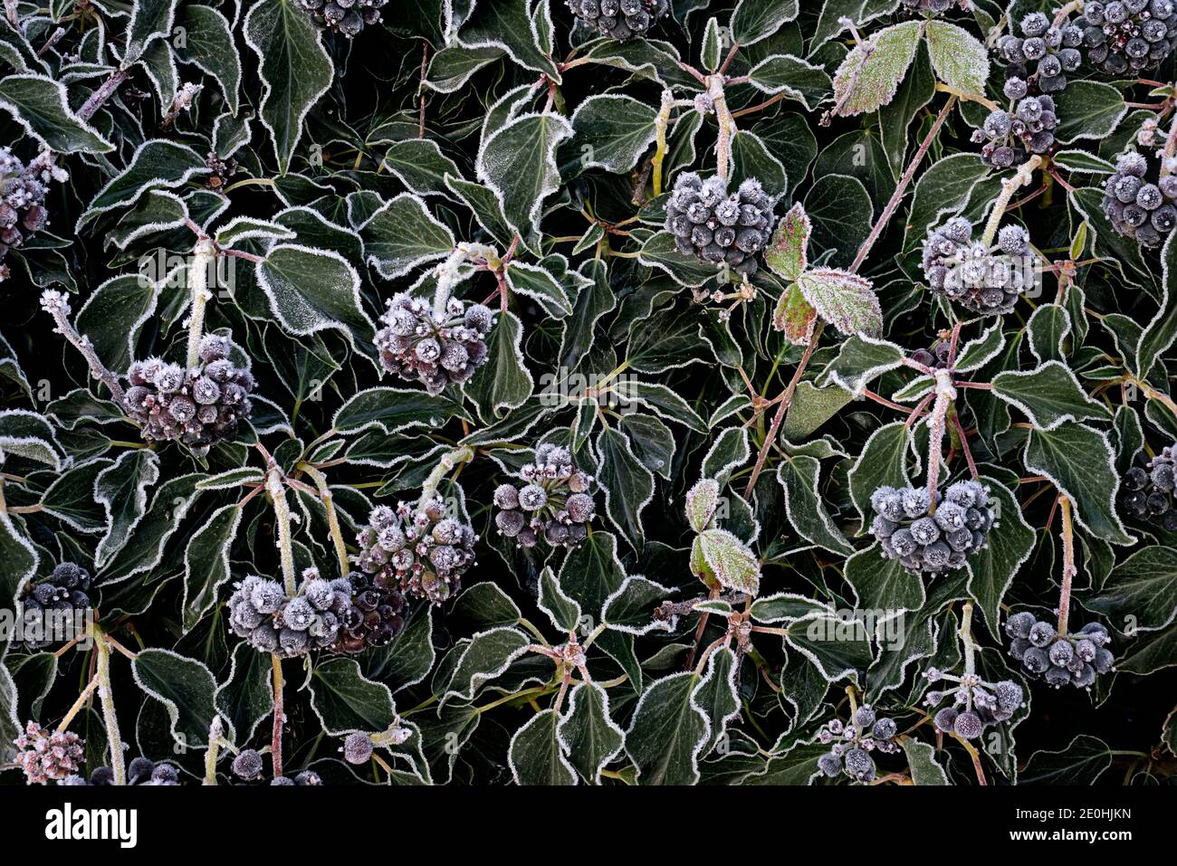 Ivy con bacche in gelo di rombo Foto Stock