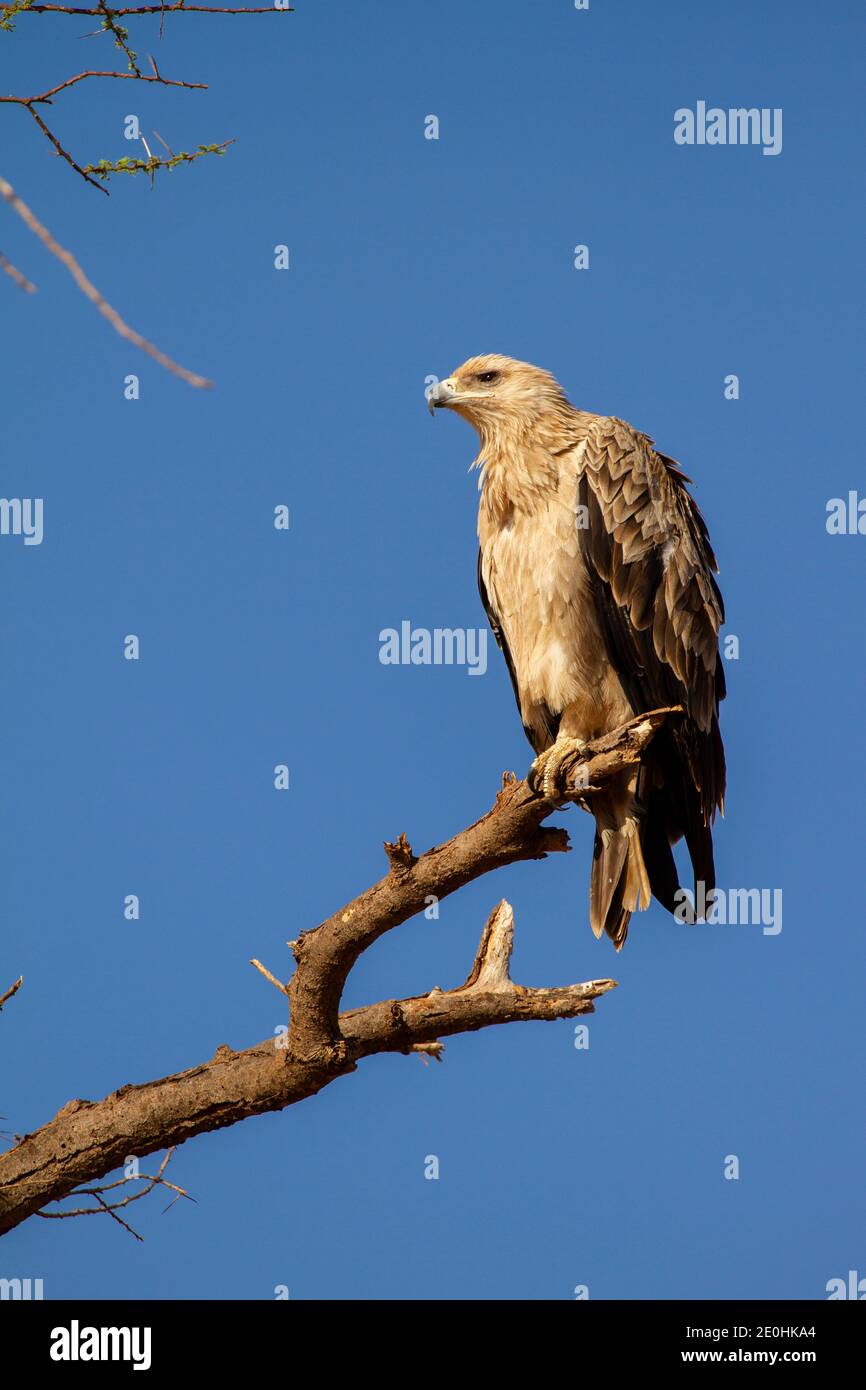Bruno Eagle (Aquila rapax) Foto Stock