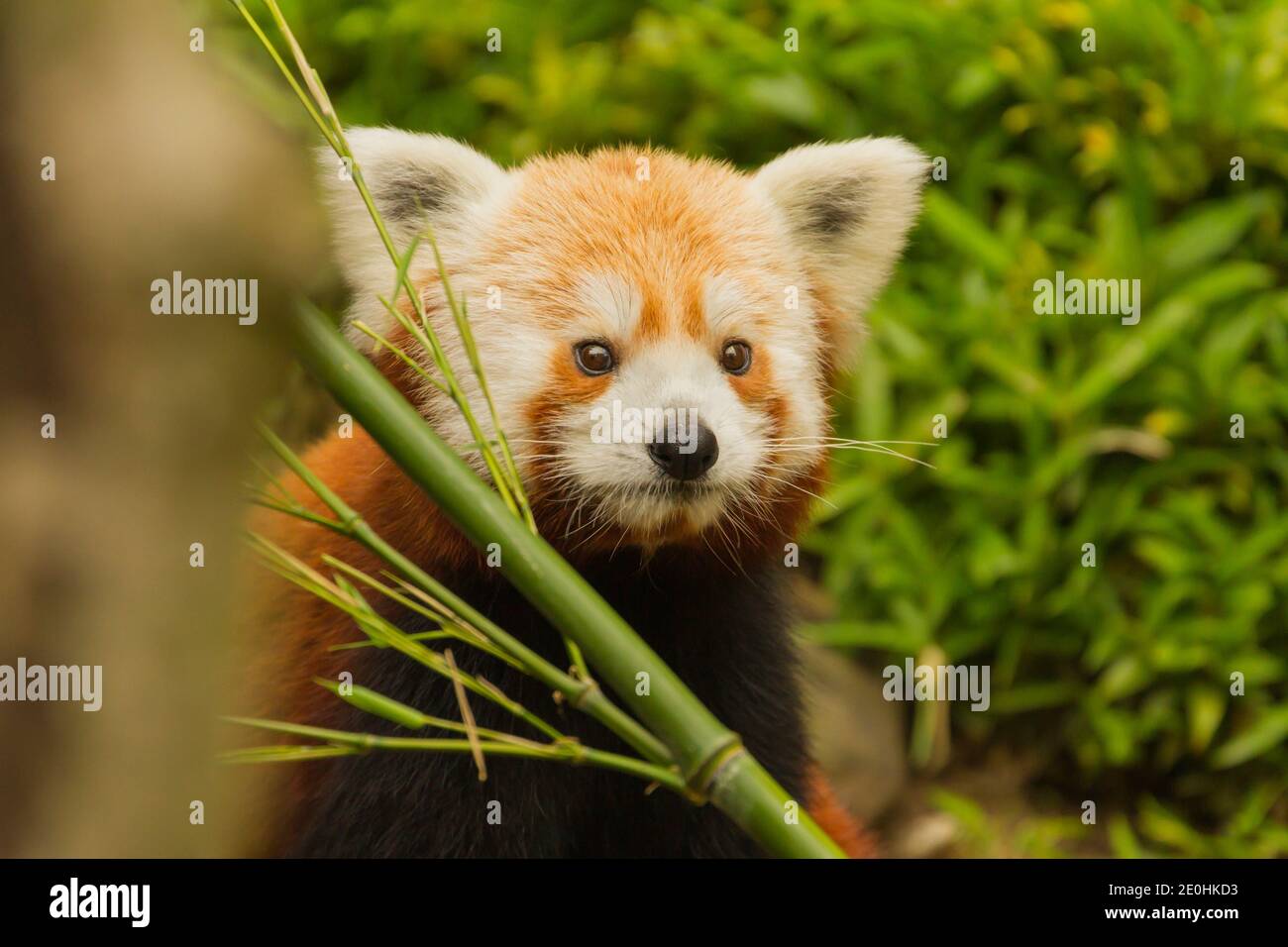 Red Panda (Ailurus fulgens) Parco Zoologico Nazionale Foto Stock