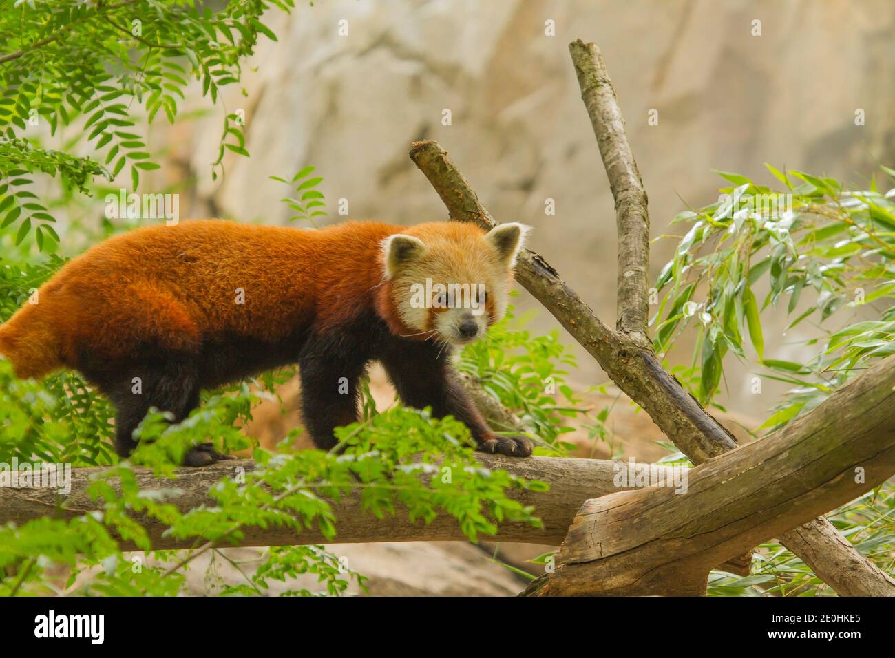 Panda rosso (Ailurus fulgens) captive, National Zoological Park Foto Stock