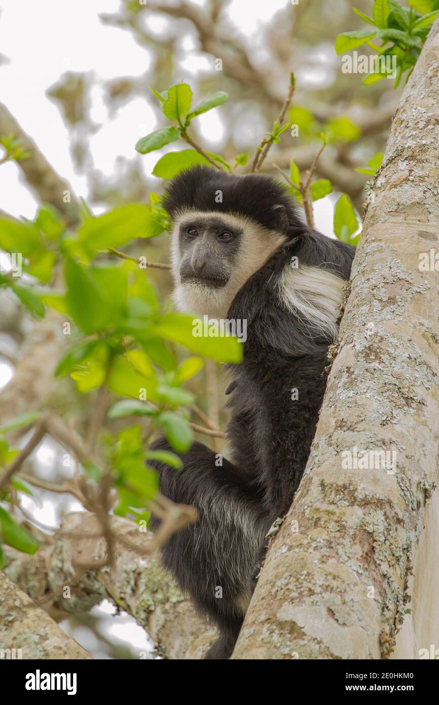 Guereza Colobus (Colobus guereza) Foto Stock