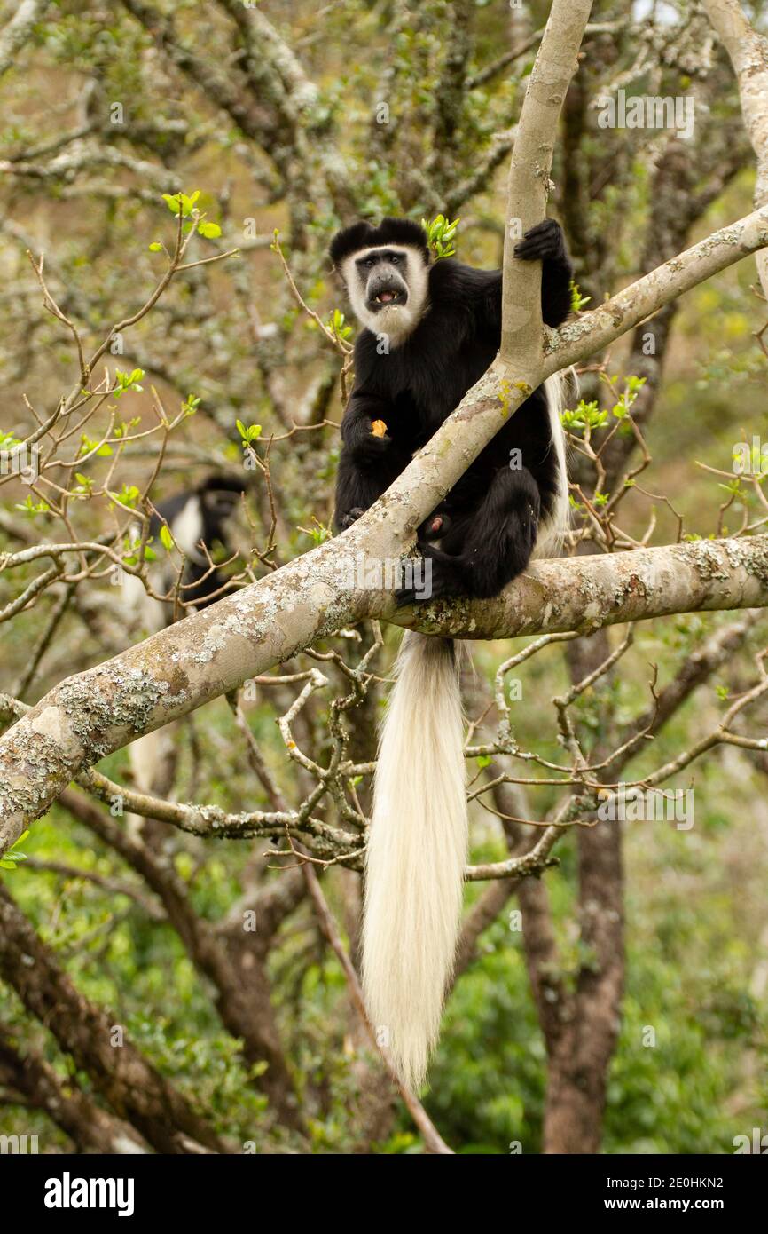 Guereza Colobus (Colobus guereza) seduto su un albero con lunga coda bianca Foto Stock