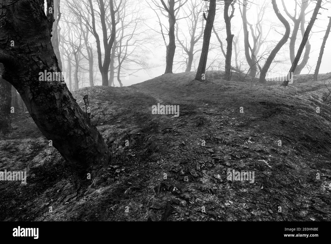 Perso nella foresta Foto Stock