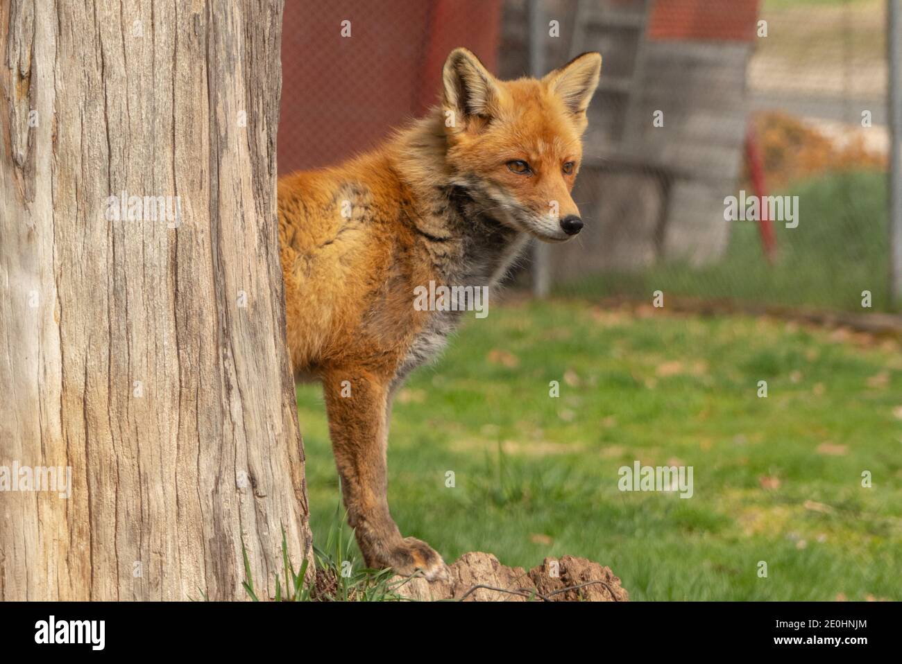 Fox che appare da dietro un albero in una giornata di sole Foto Stock