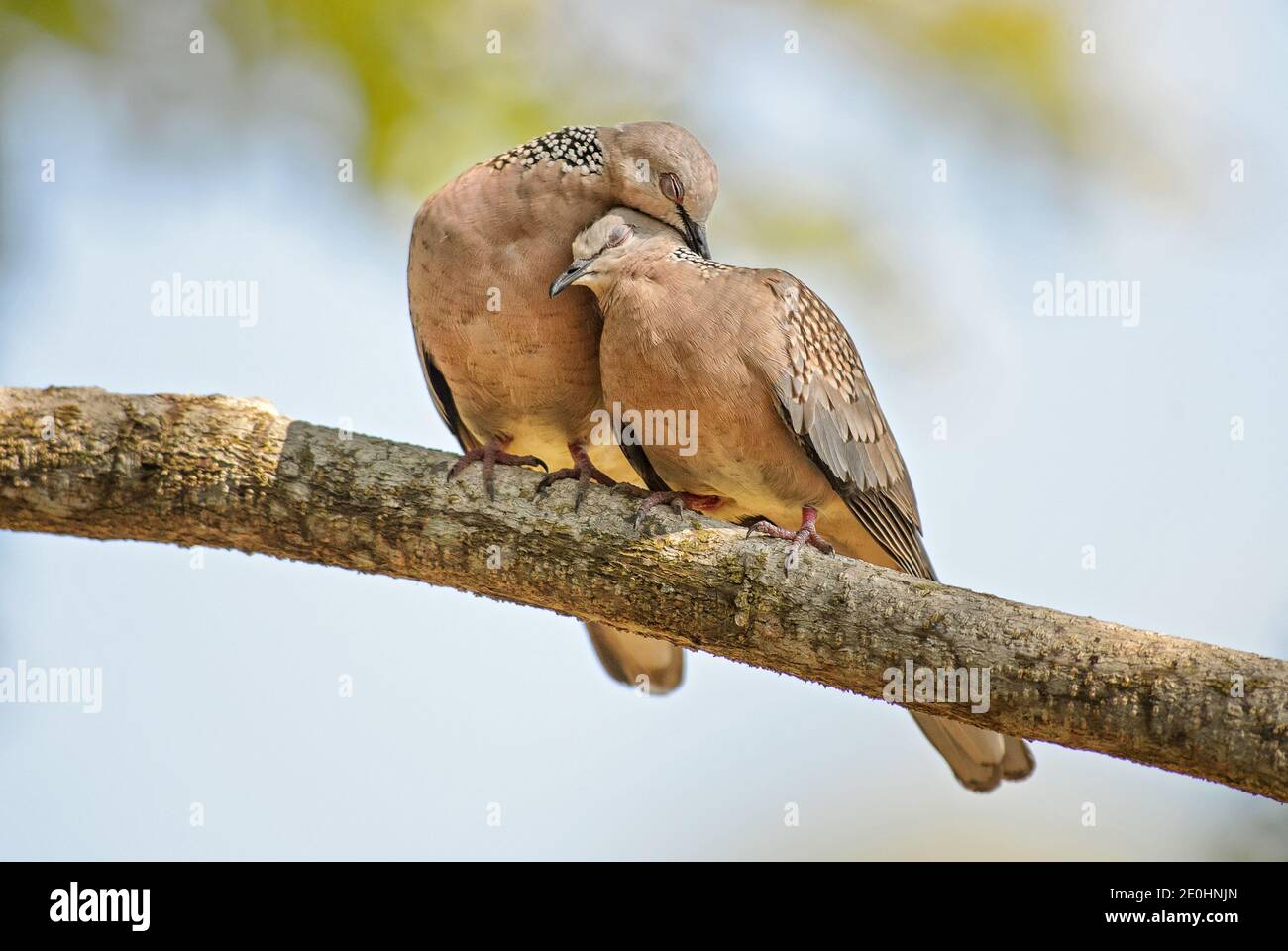 Colomba spotted - Spilopelia chinensis, colomba bella comune dalle foreste e dai giardini del Sud-est asiatico, Sri Lanka. Foto Stock