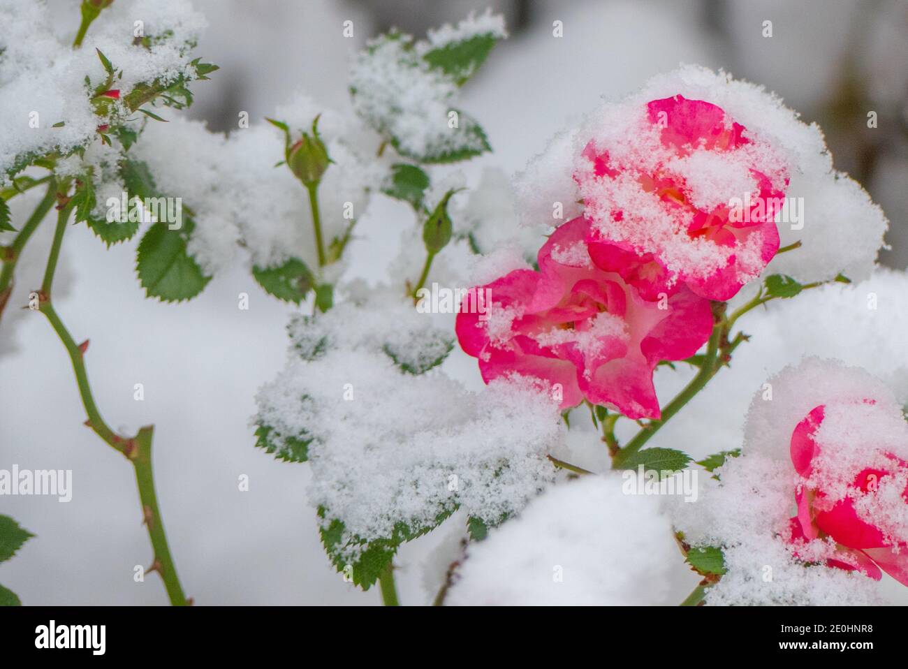 Rose coperte di neve e rosette, Fiori Foto Stock