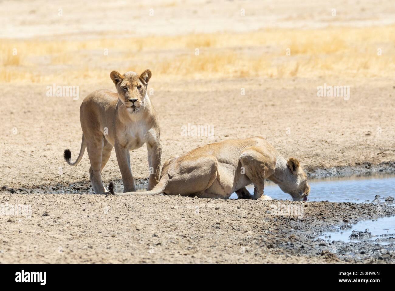 Il Leone di Kalahari (Panthera Leo), Kgalagadi Tranfrontiera Park, Kalahari, Sudafrica. Due leoness che bevono al bacino d'acqua di Polentswa. IUCN Rosso elencato come a. Foto Stock
