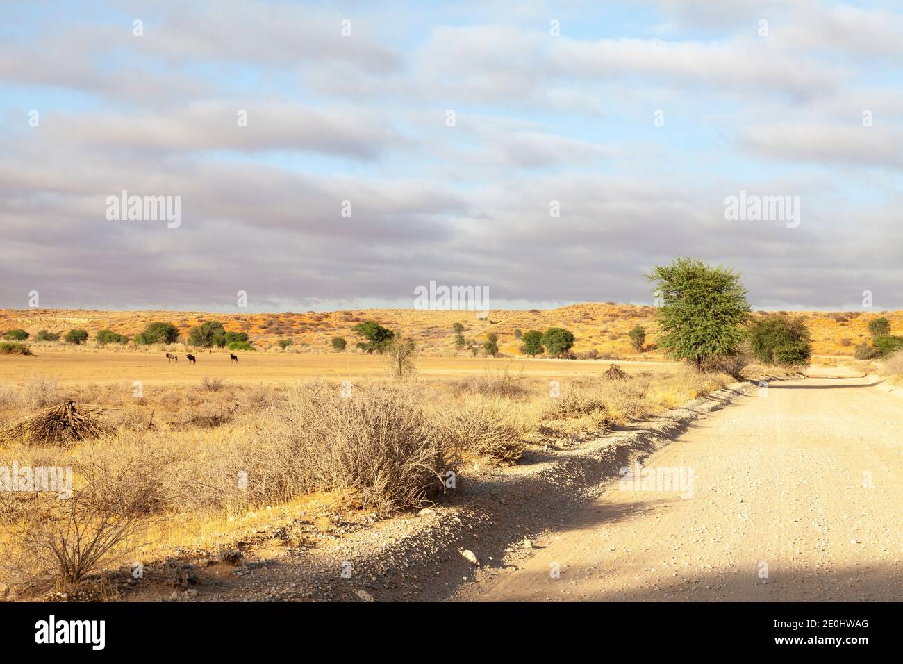 Strada di sabbia lungo il fiume Nossob all'alba, Kgalagadi TransFrontier Park, Kalahari, Capo del Nord, Sud Africa con Blue Wildebeest. Safari in auto Foto Stock