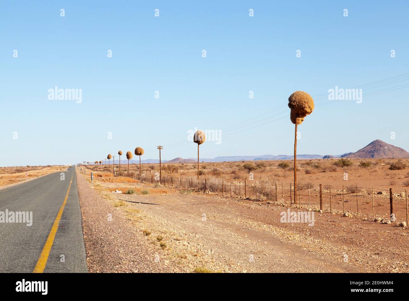 Socievole Weaver nids costruito su pali telefonici nel Kalahari, Capo Nord, Sud Africa. Gli uccelli costruiscono i loro nidi comunali su qualsiasi palo o uprig Foto Stock