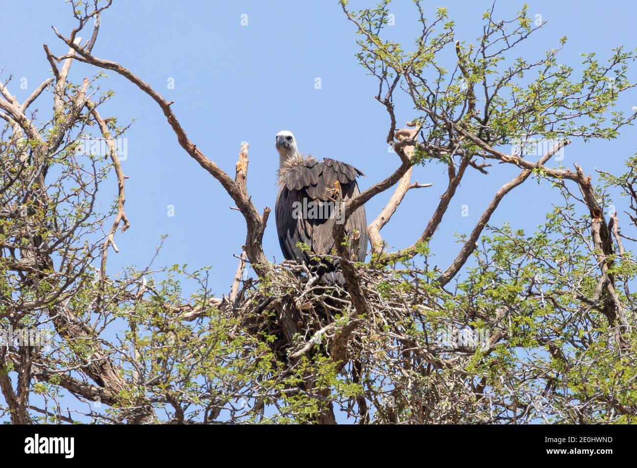 White-backed Vulture (Gyps africanus) Kglagadi TransFrontier Park, Kalahari, Capo del Nord, Sud Africa. Elenco Rosso di IUCN specie criticamente minacciate Foto Stock
