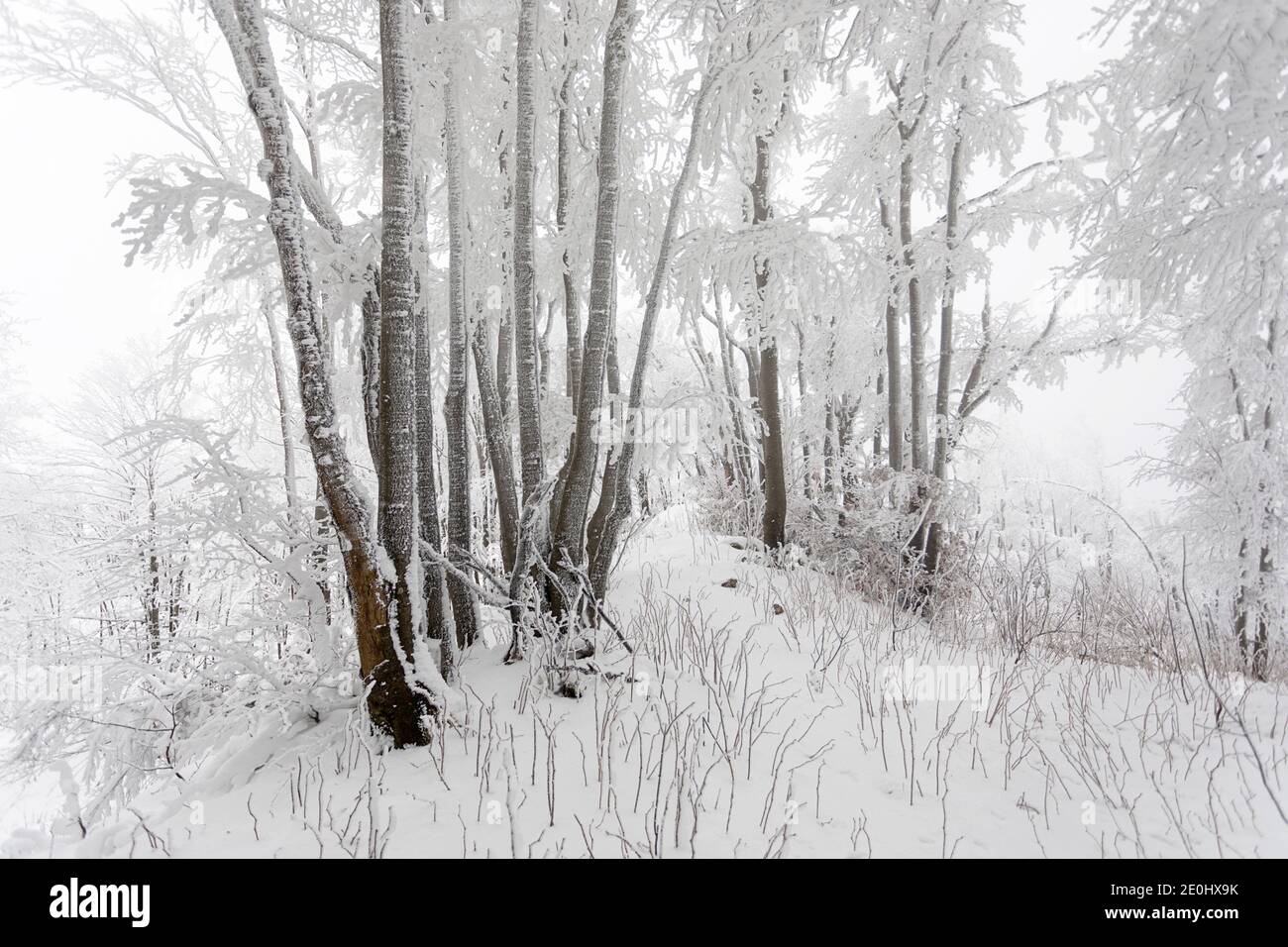 foresta coperta di neve e ghiaccio, condizioni invernali estreme Foto Stock