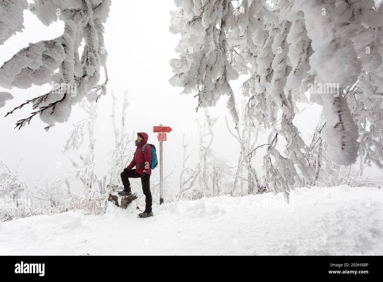 Donna in piedi da tracce in una foresta coperta con neve e ghiaccio Foto Stock