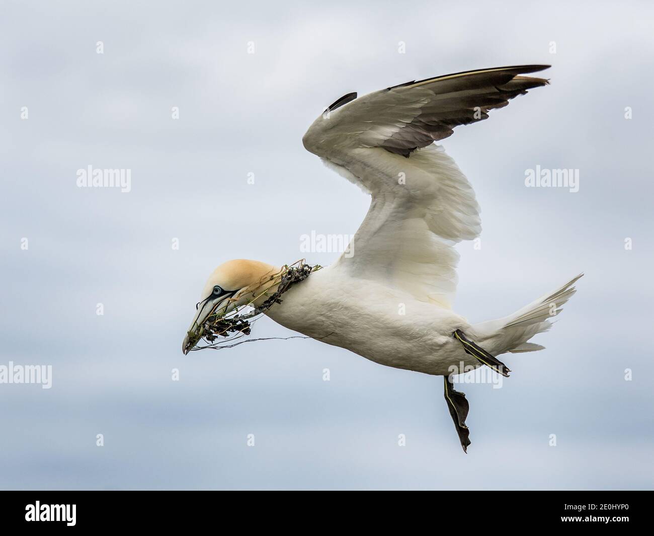 Gannet settentrionale in volo con materiale di nidificazione, Inghilterra, Regno Unito Foto Stock