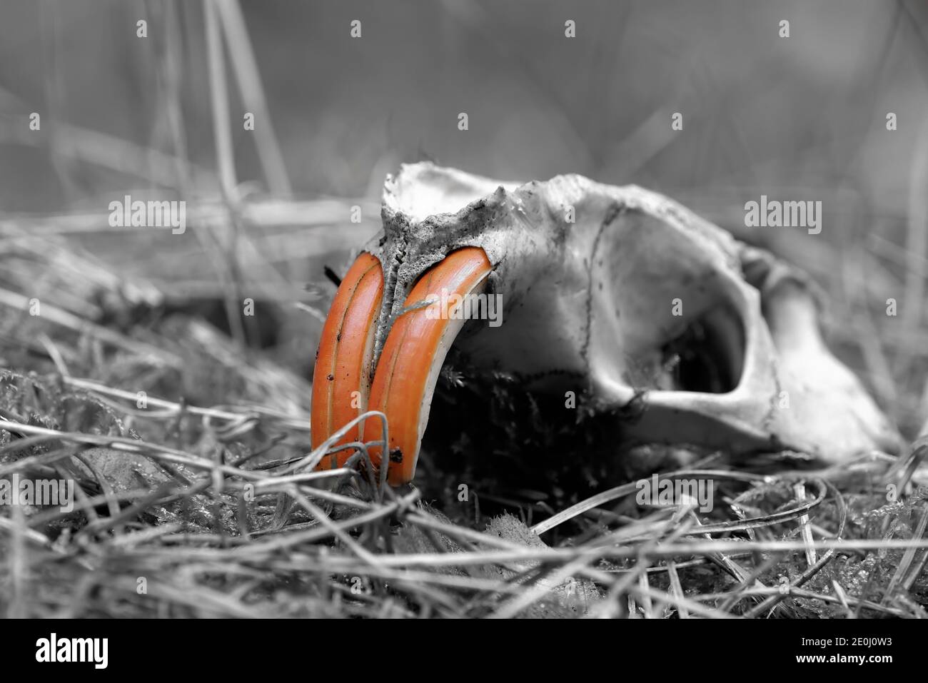 Colorkey, cranio di una nutria (Myocastor coypus) sul pavimento della foresta Foto Stock