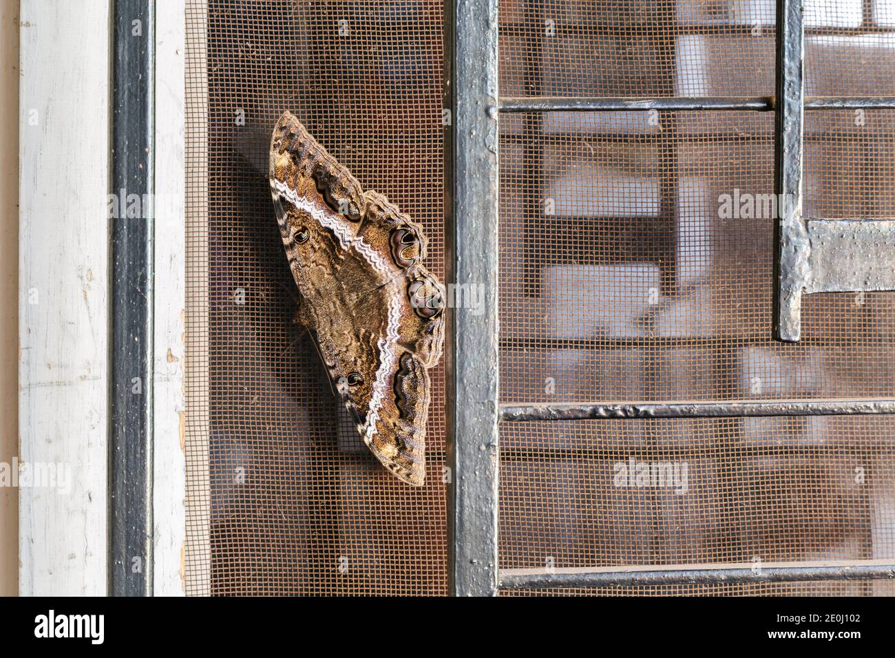 La falda di Erebid (Ascalapha odorata), nota anche come strega nera, localmente conosciuta come 'Ura', sullo schermo della finestra. È una grande falena notturna a forma di pipistrello di colore scuro Foto Stock