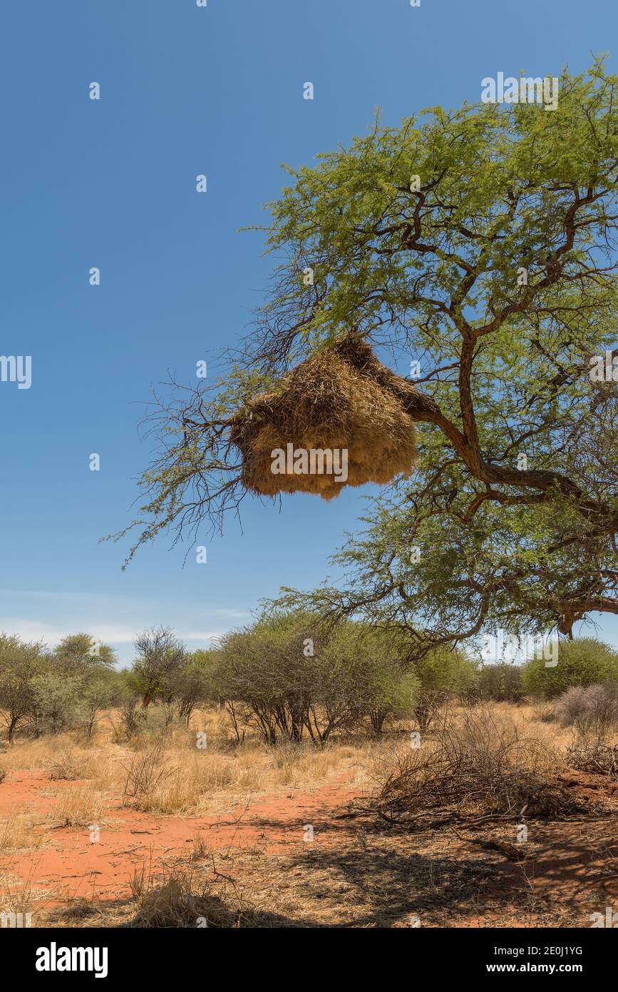 L'uccello tessitore socievole, Philetairus socius, nidifica su un ramo di albero, Namibia Foto Stock