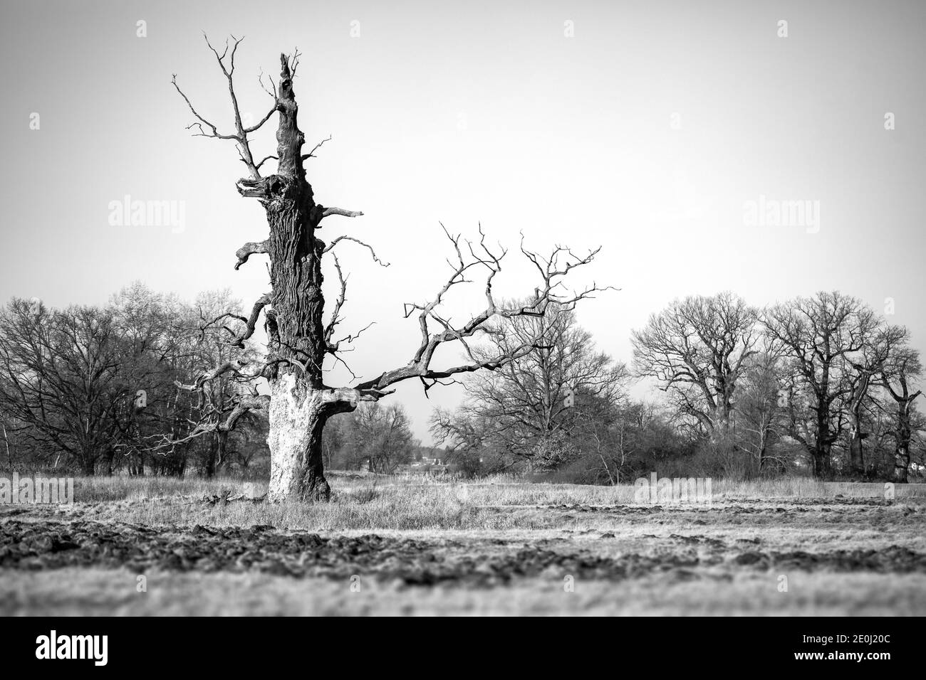 Paesaggio invernale con canne, querce e fiume Warta vicino al villaggio Rogalin, Polonia. Bianco e nero. Foto Stock
