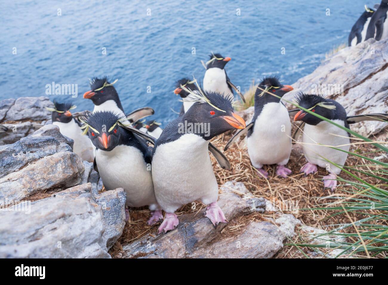 Gruppo di pinguini rockhopper (Eudyptes crisocome crisocome) su un isolotto roccioso, Falkland orientale, Isole Falkland, Sud America Foto Stock