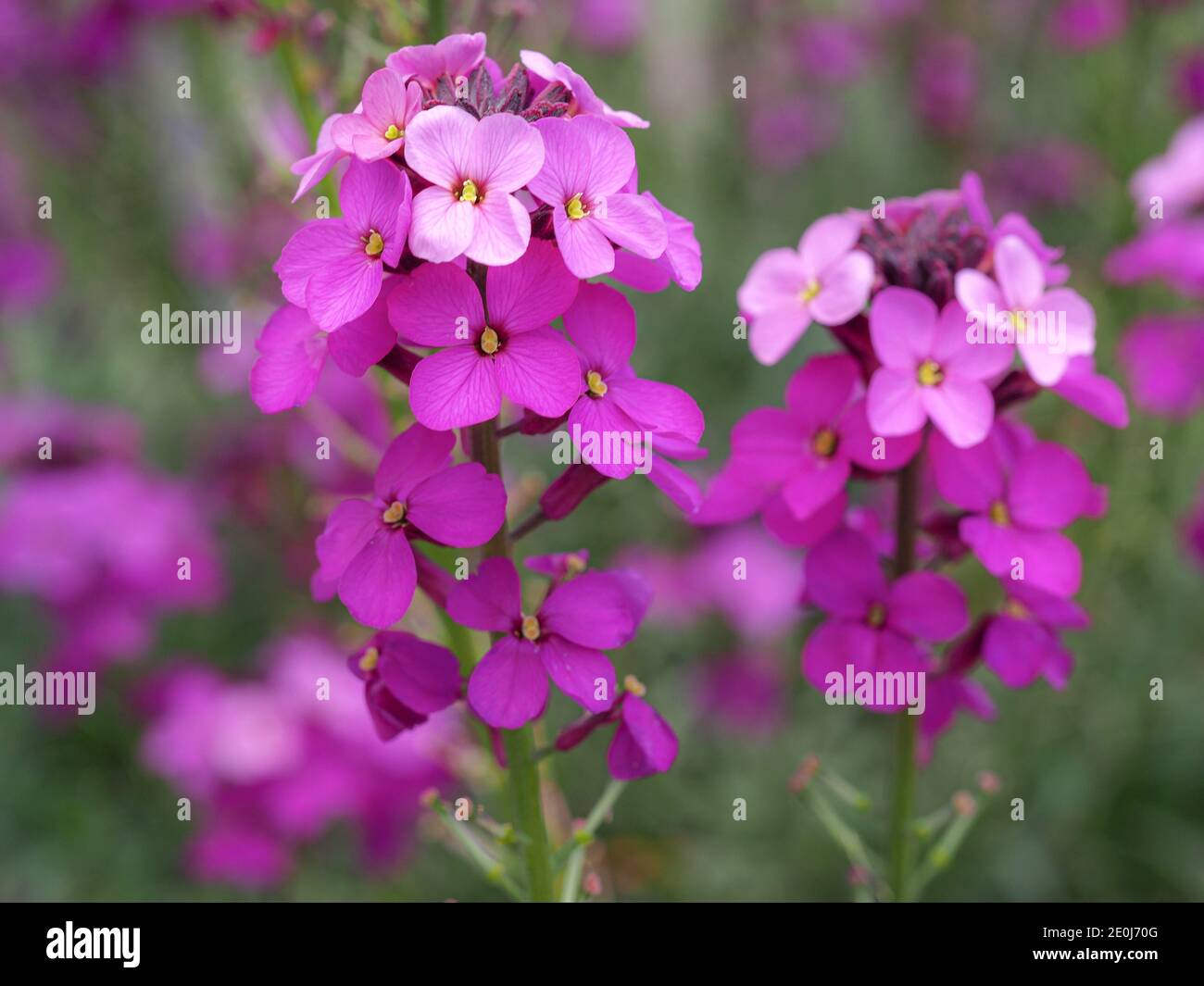 Graziosi fiori da giardino con petali rosa e viola con messa a fuoco morbida Foto Stock