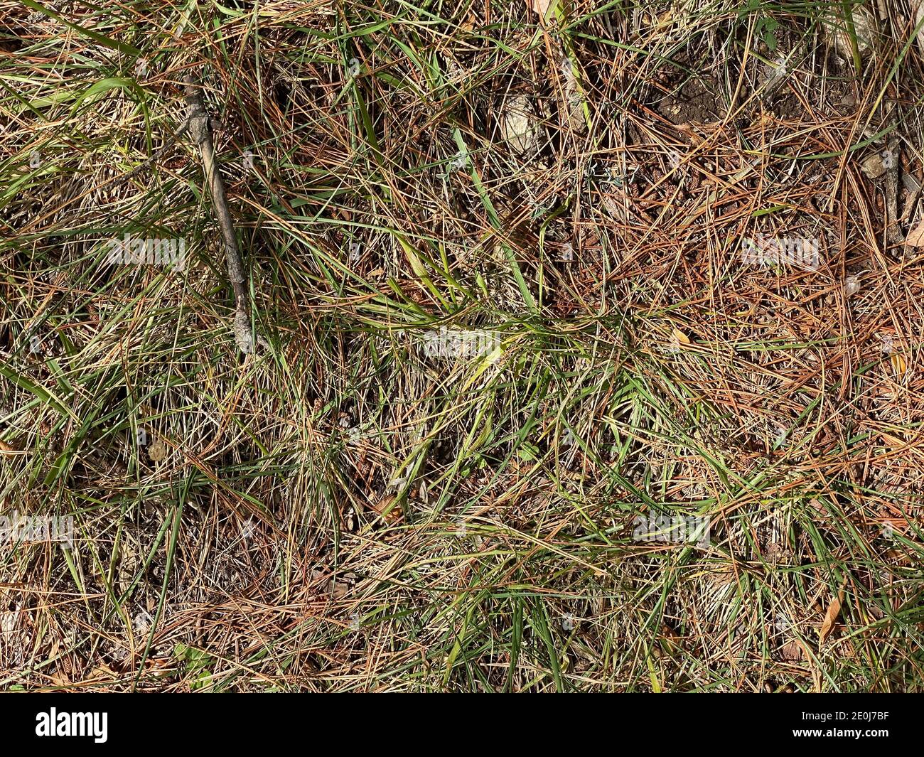 Le foglie marroni di pini secchi che sono caduti sul terreno in spagna Foto Stock