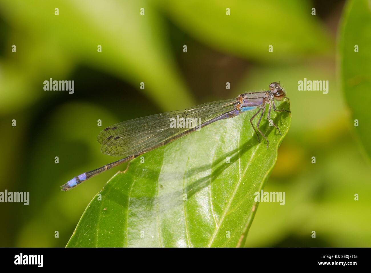 Neotropic Bluet Dasselfly maschio, Enallagma novaehispaniae, Coenagridionidae. Foto Stock