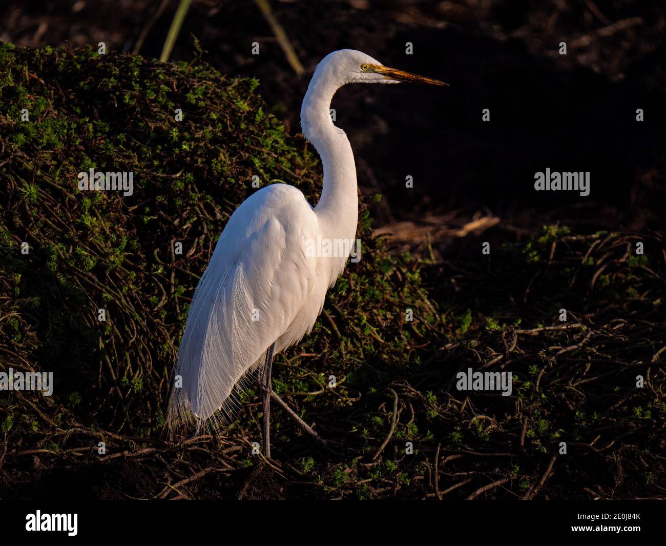 White Egret nella Staten Island Preserve, California Foto Stock