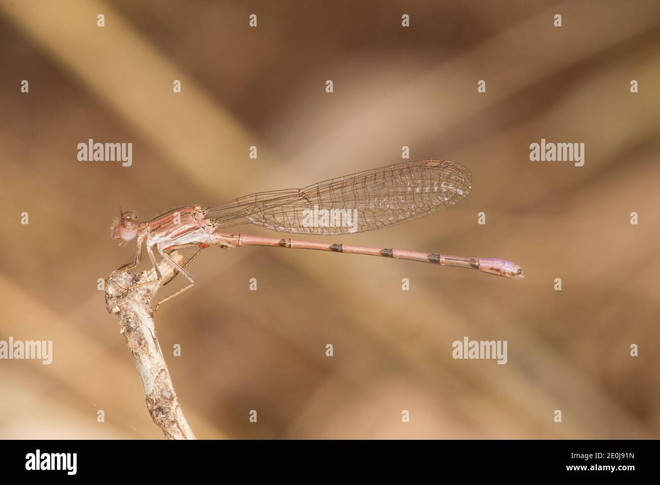 Amethyst Dancer Dasselfly maschio, Argia pallens, Coenagrifonidae. Foto Stock