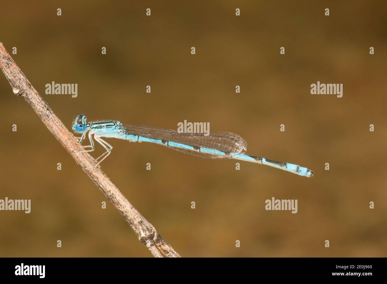 Bluet Dasselfly a doppia striscia maschio, Enallagma basidens, Coenagrifonidae. Foto Stock