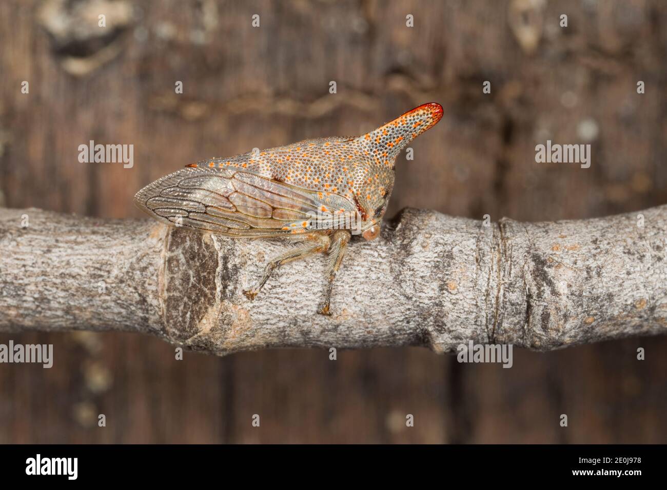 Treehopper di quercia, Platycotis vittata, Membracidae. Lunghezza 11 mm. Foto Stock