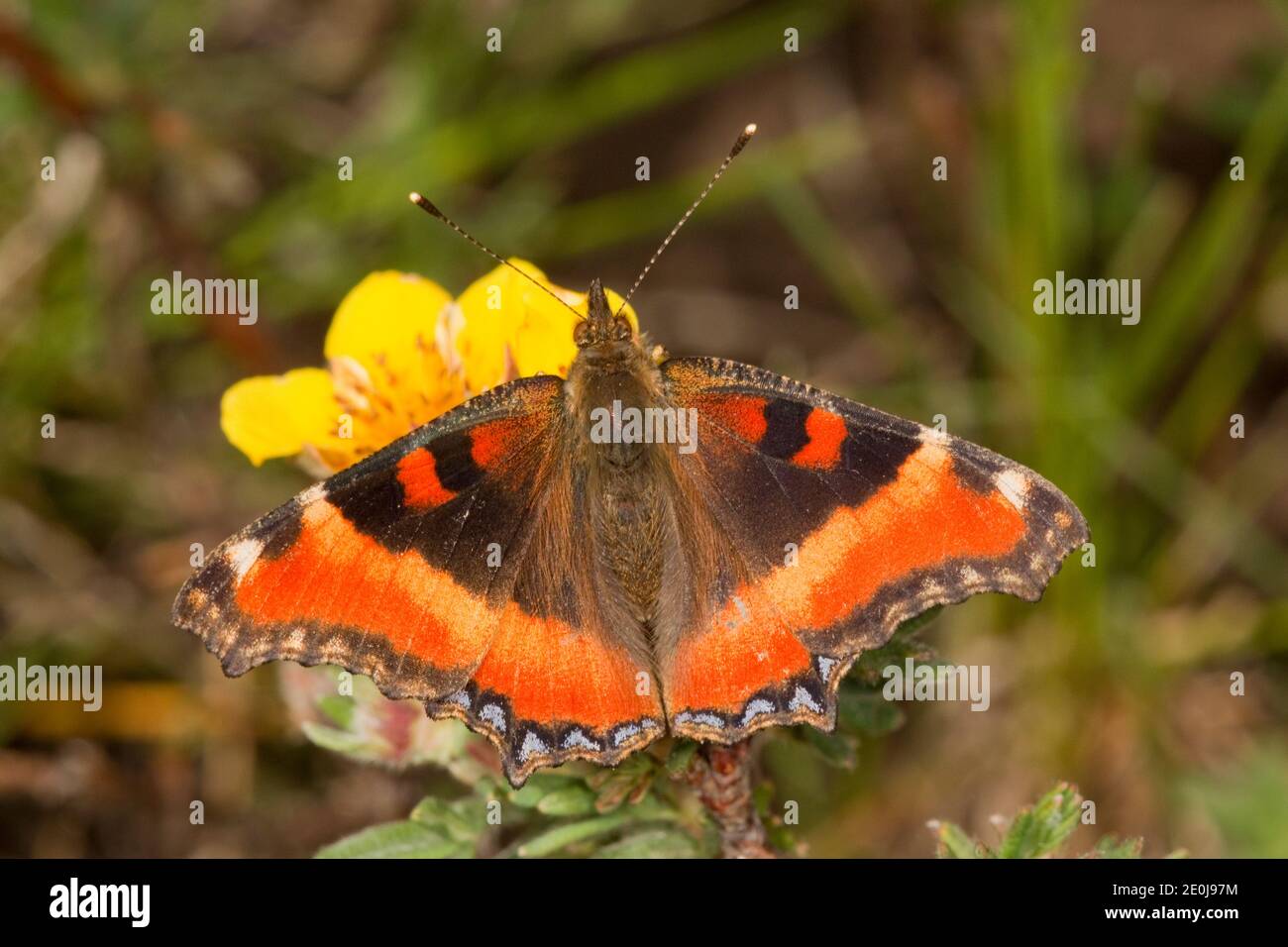 Milbert's Tortoiseshell Butterfly, Aglais milberti, Nymphalidae. Foto Stock