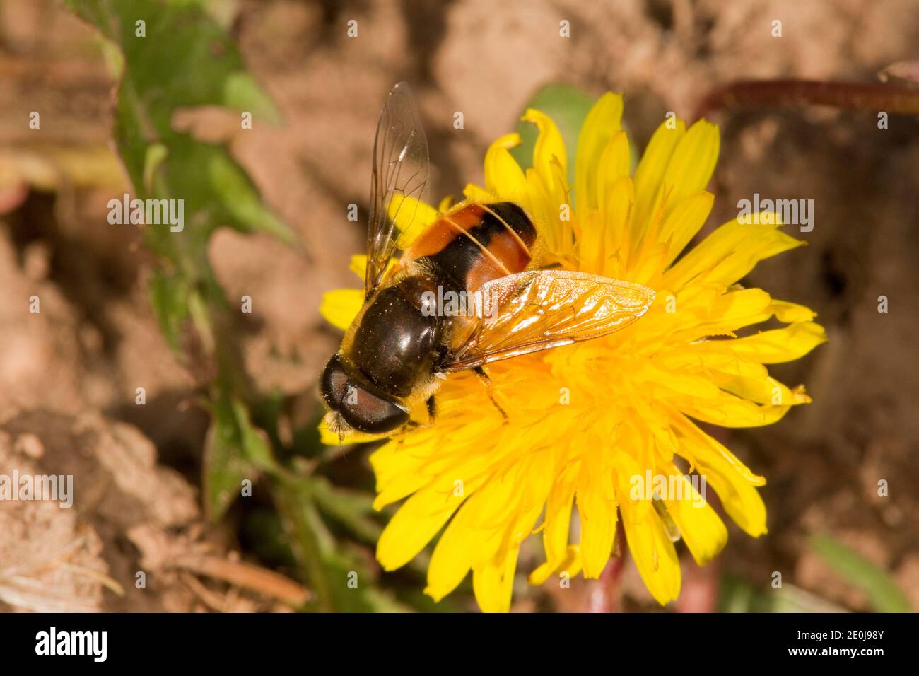 Syrphid Fly, Eristalis bellardii, Syrphidae. Foto Stock