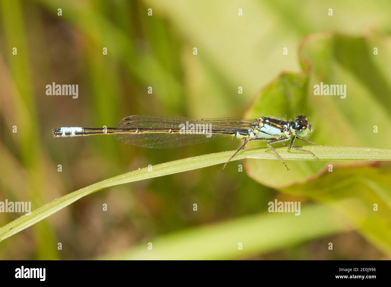 Plains Forktail Damselfly maschio, Ischnura damula, Coenagridionidae. Foto Stock