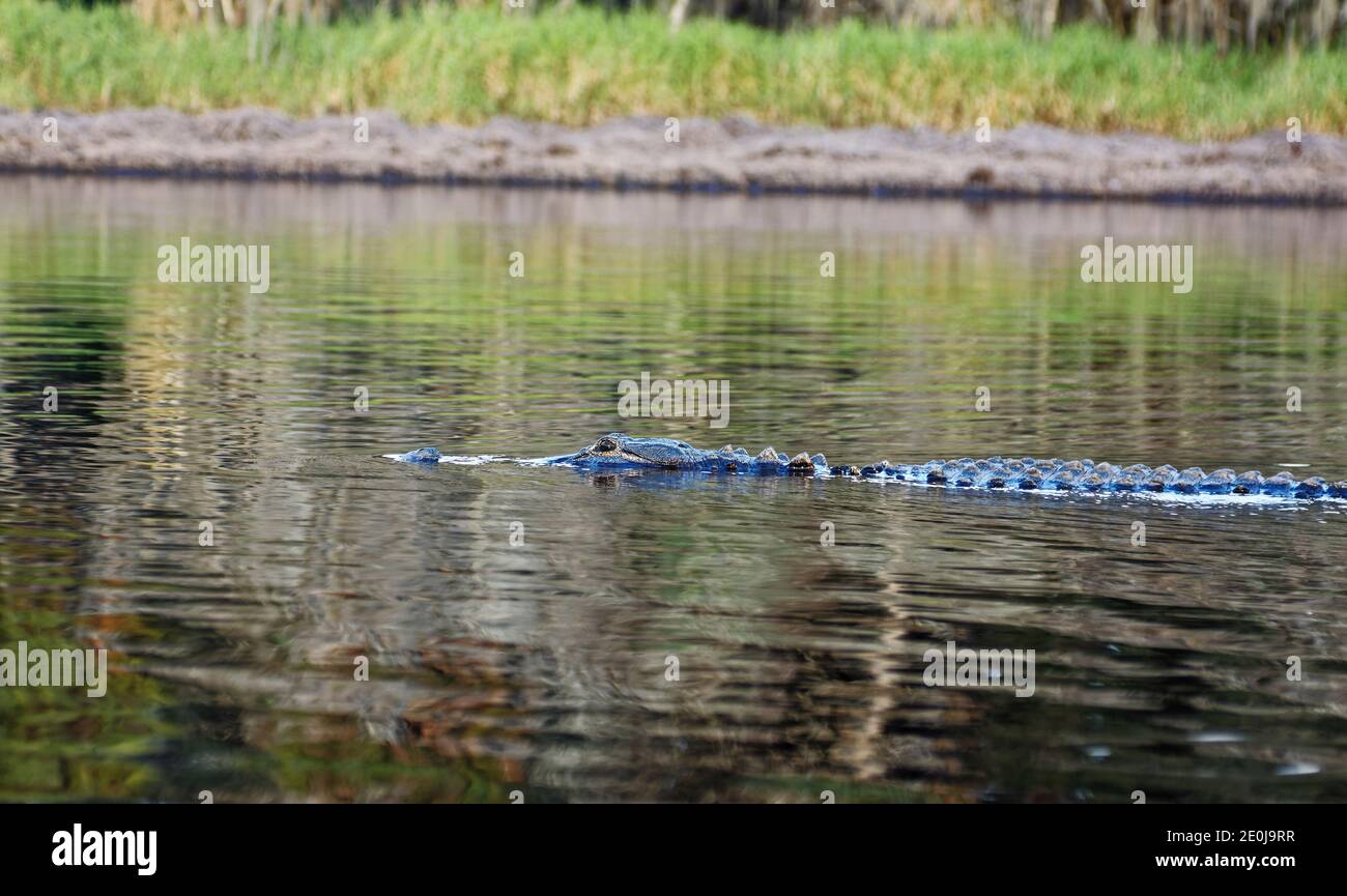 Nuoto degli alligatori americani; mezzo sommerso, primo piano, acqua, pericoloso, alligatore missisippiensis; animale; natura; rettile; fauna selvatica; fiume Myakka S Foto Stock