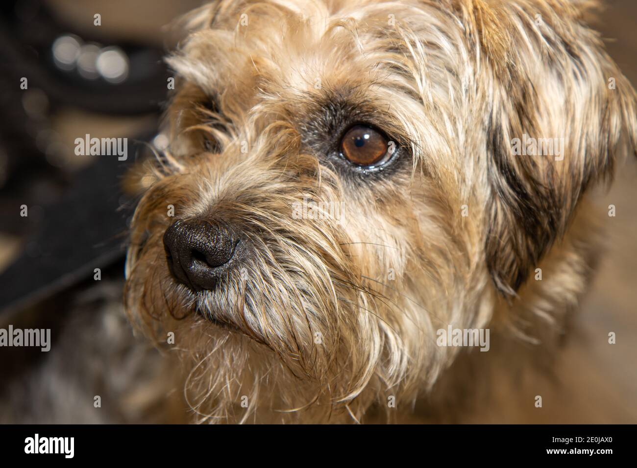 Un carino marrone e nero Yorkshire terrier cane guardare triste e sconvolto Foto Stock