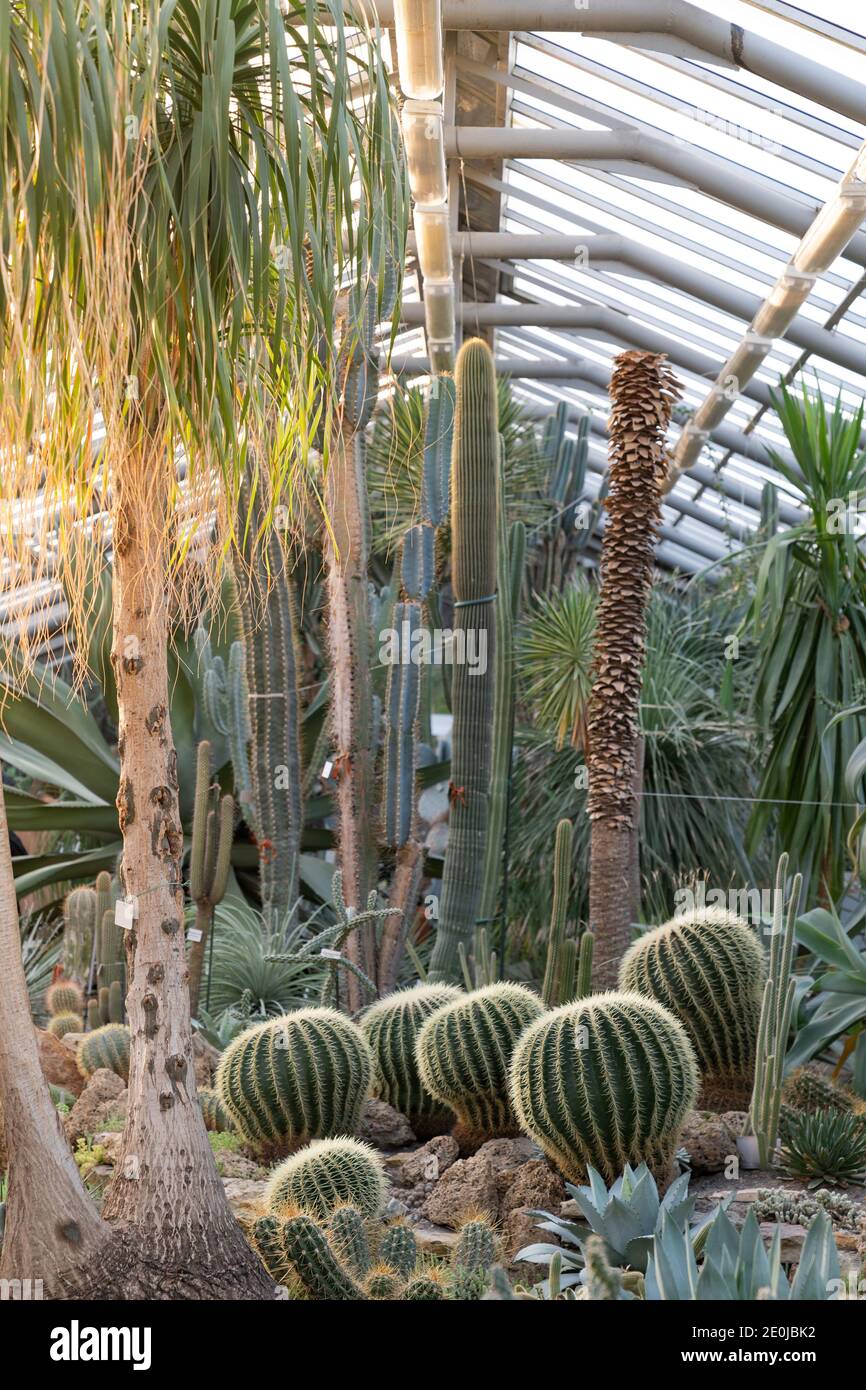 Serra con vari cactus, gambo lungo e succulenti frondosi e piante esotiche in una giornata di sole, fuoco morbido Foto Stock