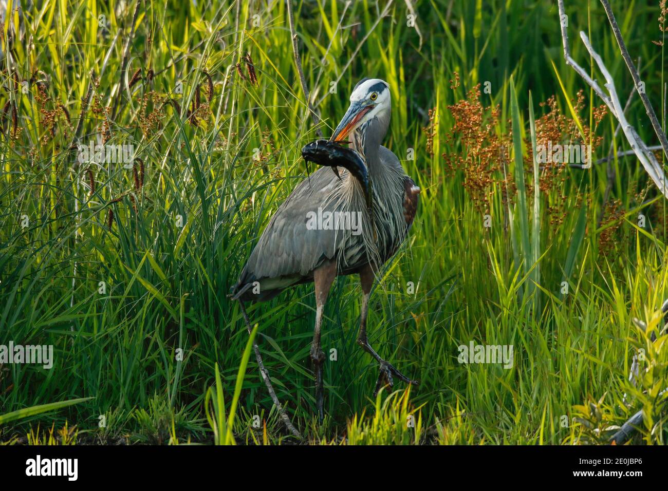 Grande Blue Heron con un pesce gatto. Foto Stock