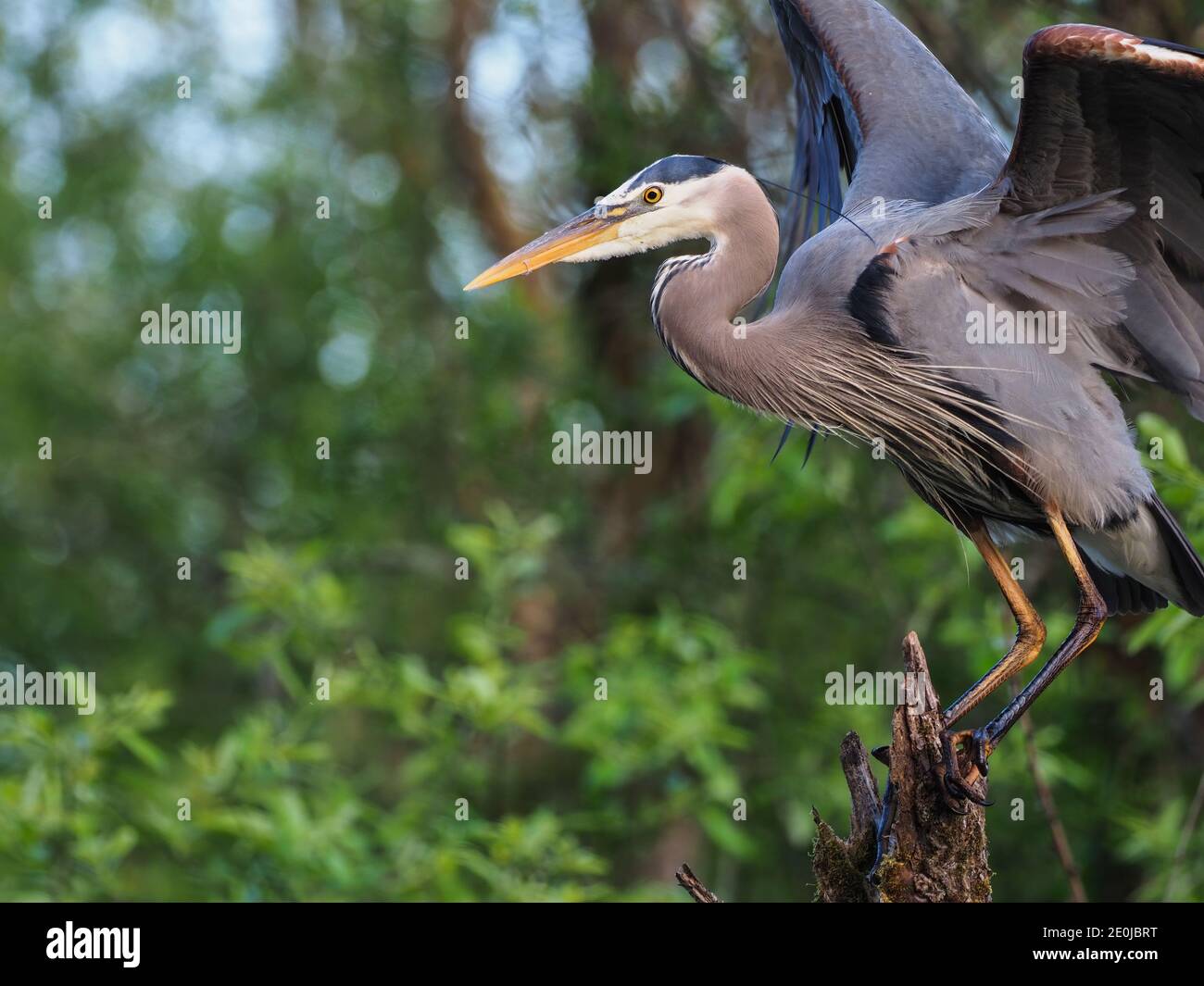 Grande Blue Heron atterrando in un perch serale. Foto Stock