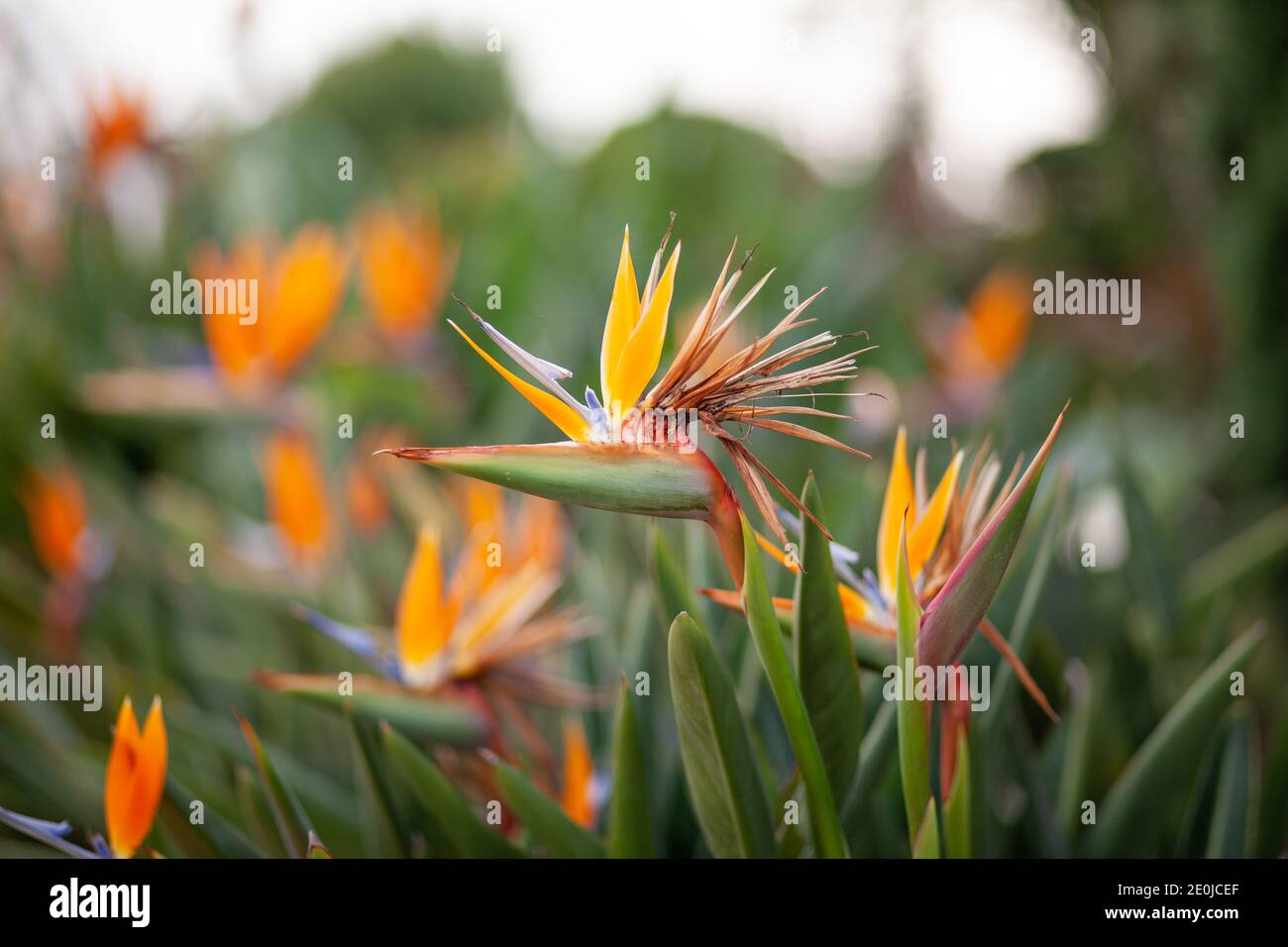 Primo piano di fiore uccello del paradiso fioritura di Strelitzia Reginae nel giardino botanico di Bangkok. Foto Stock